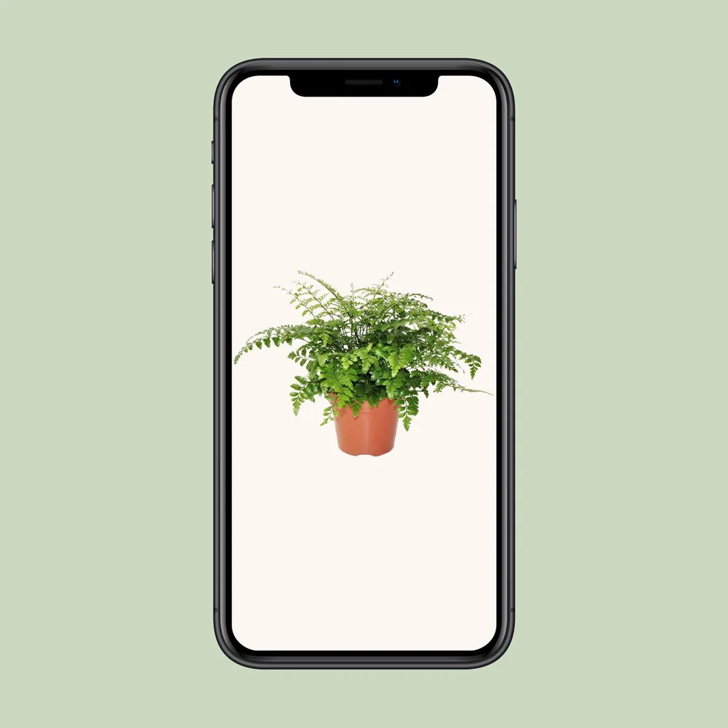 Nestfarn 'Parvati' (Asplenium nidus) – pflegeleichte Zimmerpflanze, Topf-Ø 17 cm, Höhe ca. 30 cm
