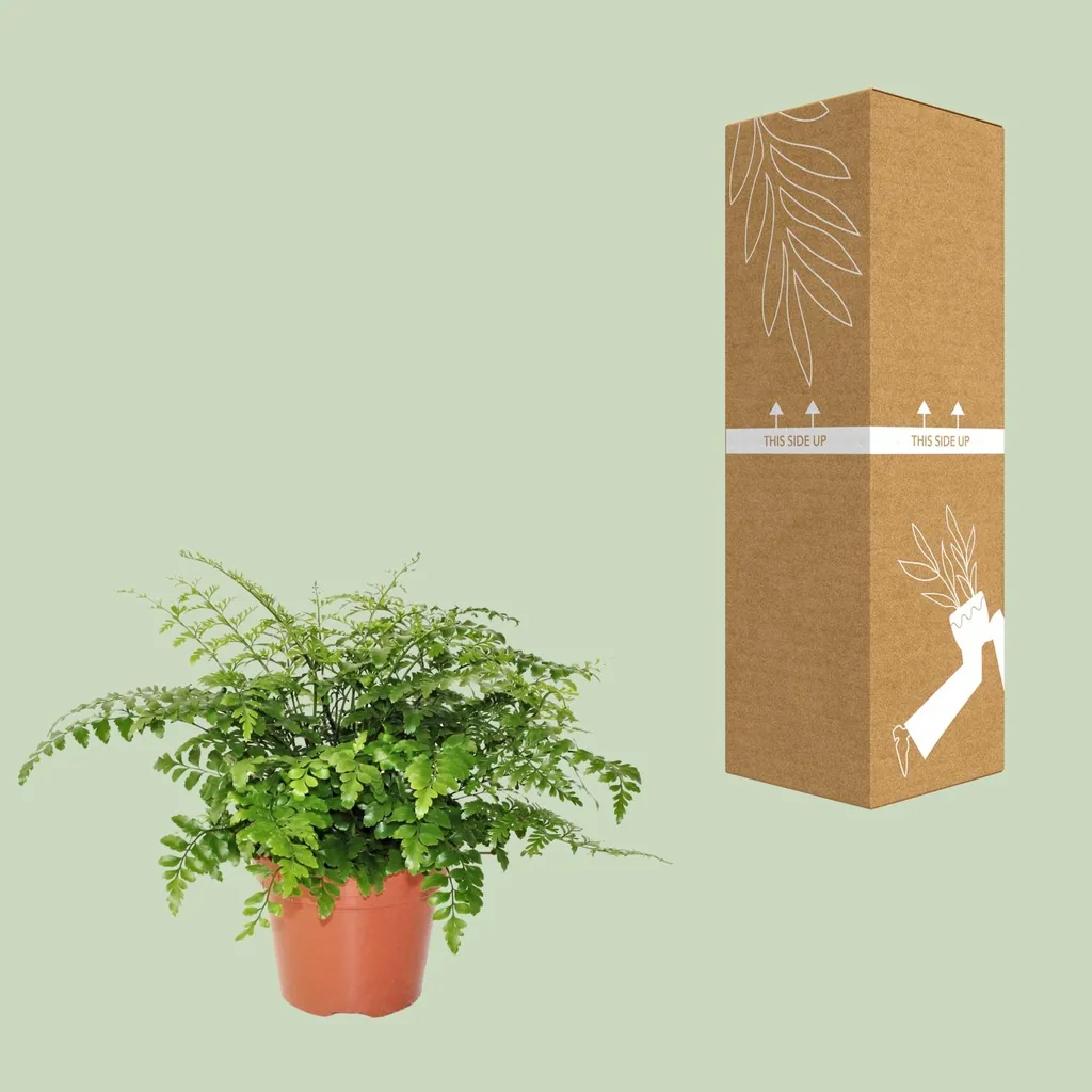 Nestfarn 'Parvati' (Asplenium nidus) – pflegeleichte Zimmerpflanze, Topf-Ø 17 cm, Höhe ca. 30 cm