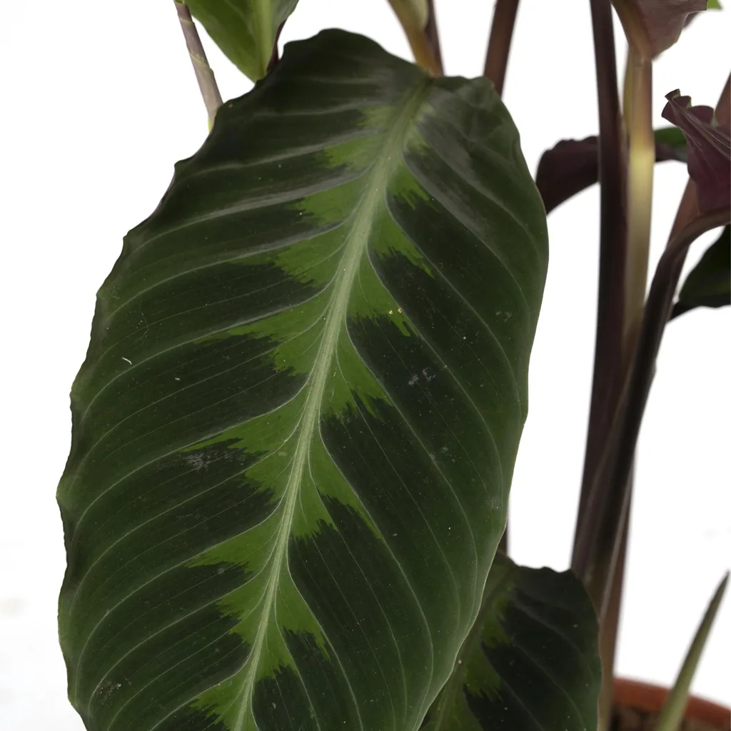 Samtige Korbmarante 'Jungle Velvet' (Calathea warscewiczii) – pflegeleichte Zimmerpflanze, Topf-Ø 19 cm, Höhe ca. 70 cm