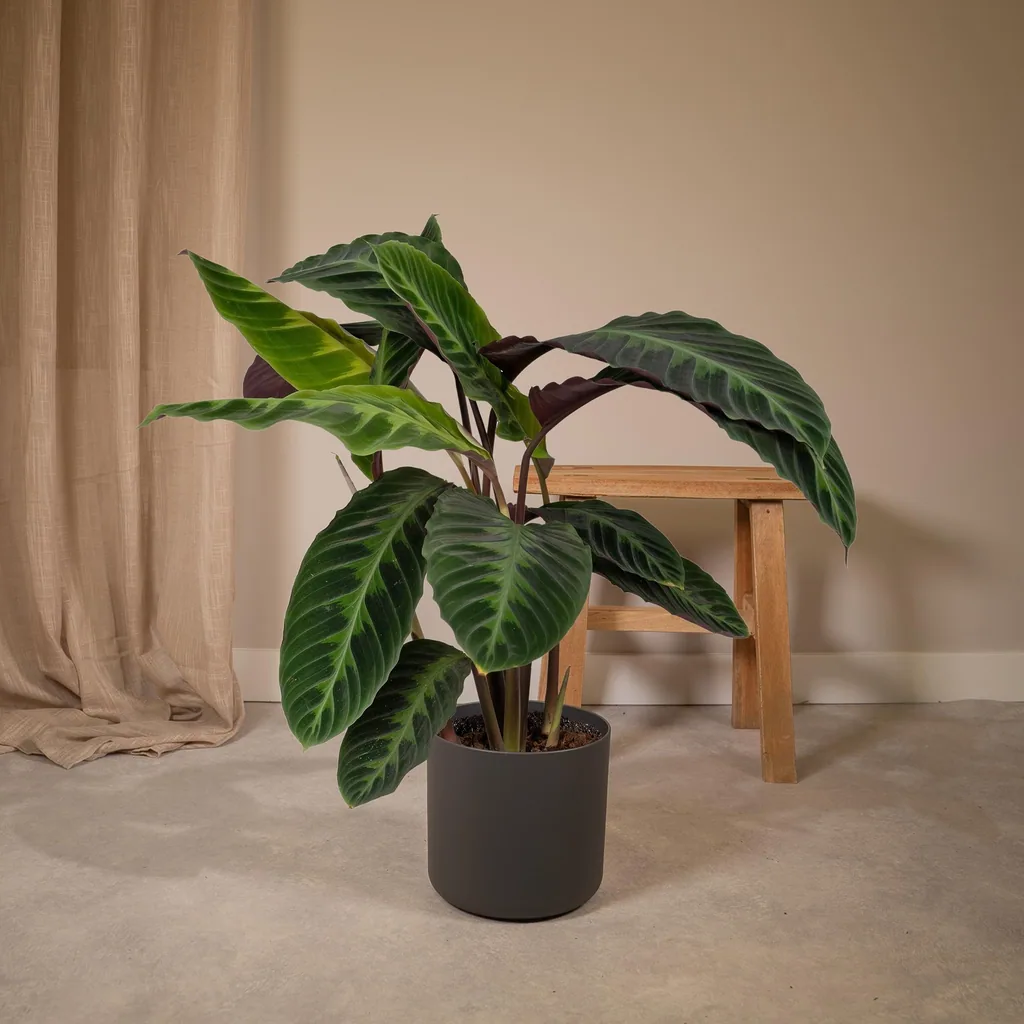Samtige Korbmarante 'Jungle Velvet' (Calathea warscewiczii) – pflegeleichte Zimmerpflanze, Topf-Ø 19 cm, Höhe ca. 70 cm