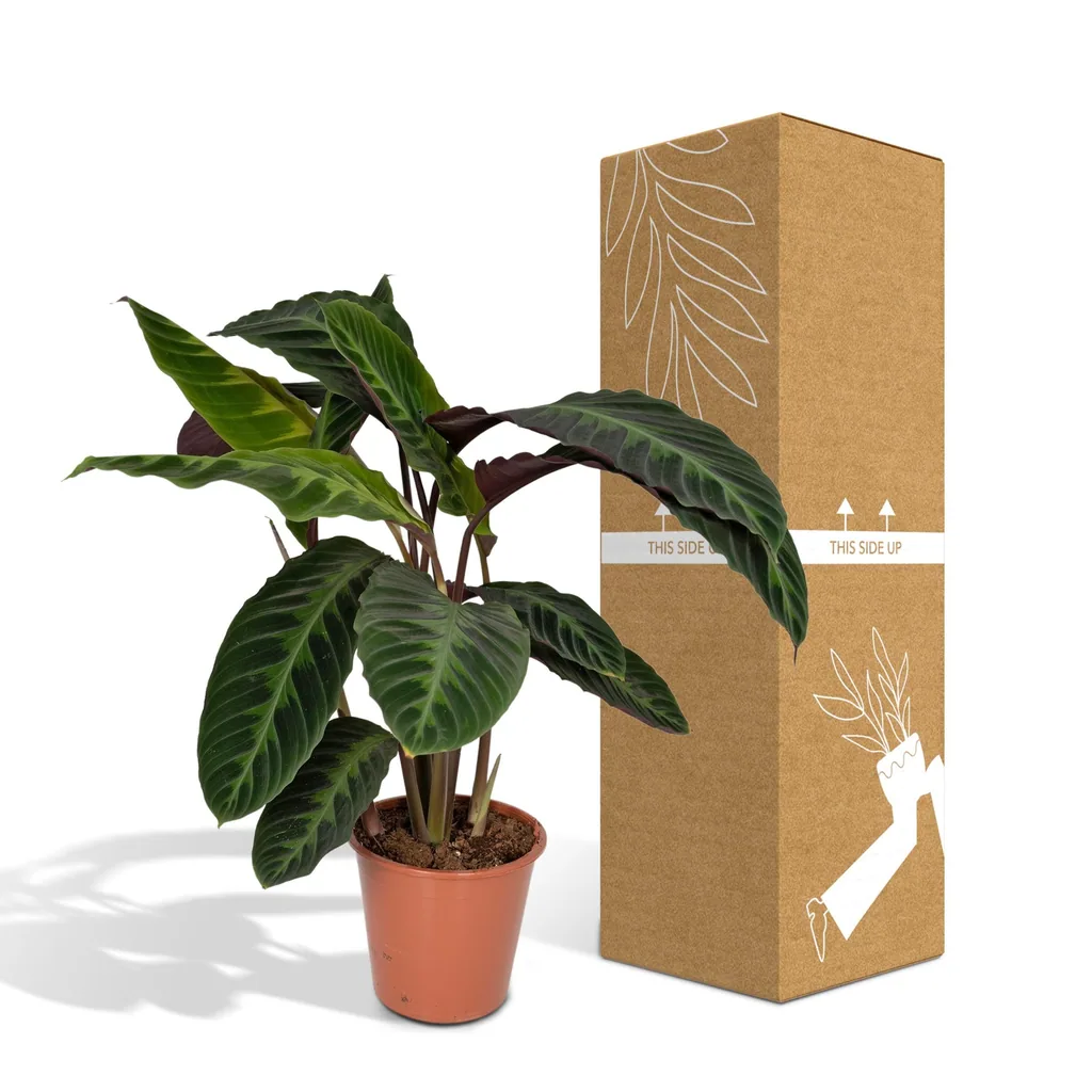 Samtige Korbmarante 'Jungle Velvet' (Calathea warscewiczii) – pflegeleichte Zimmerpflanze, Topf-Ø 19 cm, Höhe ca. 70 cm