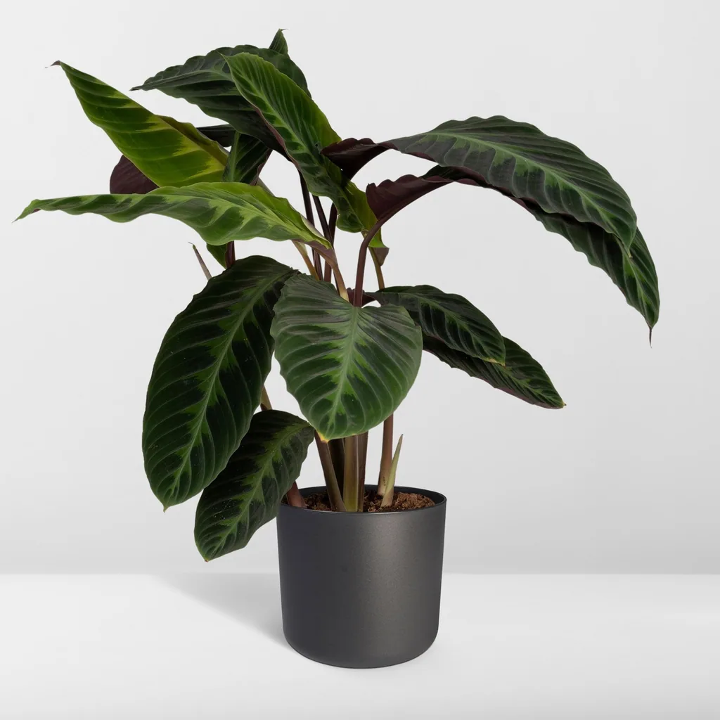 Samtige Korbmarante 'Jungle Velvet' (Calathea warscewiczii) – pflegeleichte Zimmerpflanze, Topf-Ø 19 cm, Höhe ca. 70 cm