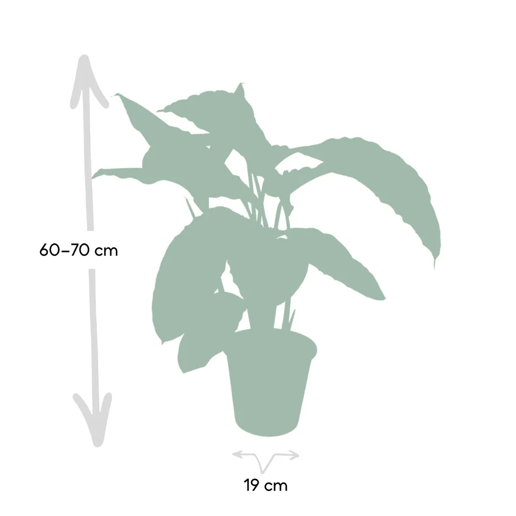 Samtige Korbmarante 'Jungle Velvet' (Calathea warscewiczii) – pflegeleichte Zimmerpflanze, Topf-Ø 19 cm, Höhe ca. 70 cm