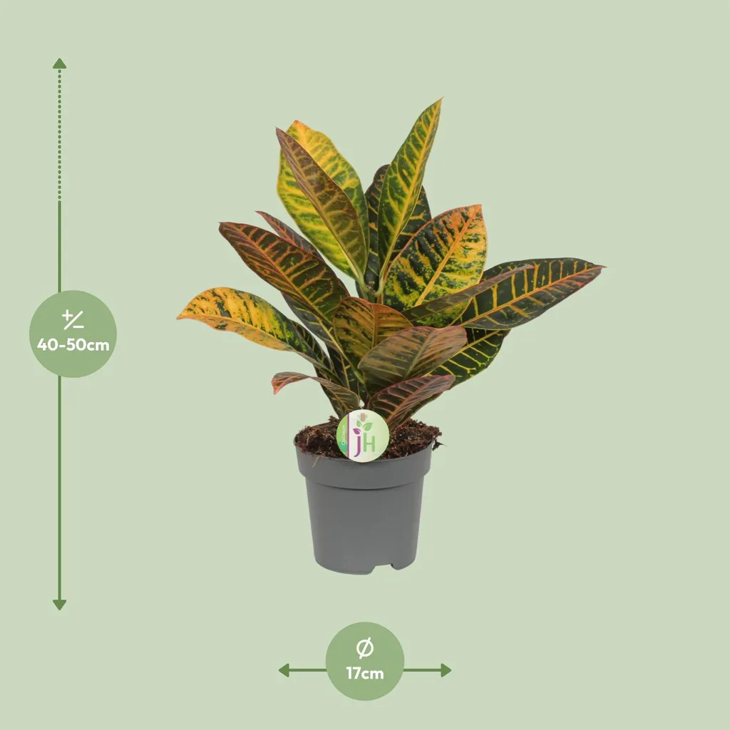 Wunderstrauch 'Petra' (Codiaeum variegatum) – pflegeleichte Zimmerpflanze, Topf-Ø 17 cm, Höhe ca. 45 cm