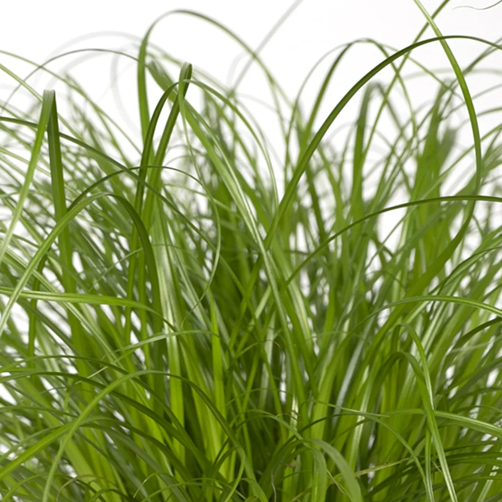 Zypergras (Cyperus alternifolius) – pflegeleichte Zimmerpflanze, Topf-Ø 12 cm, Höhe ca. 20 cm