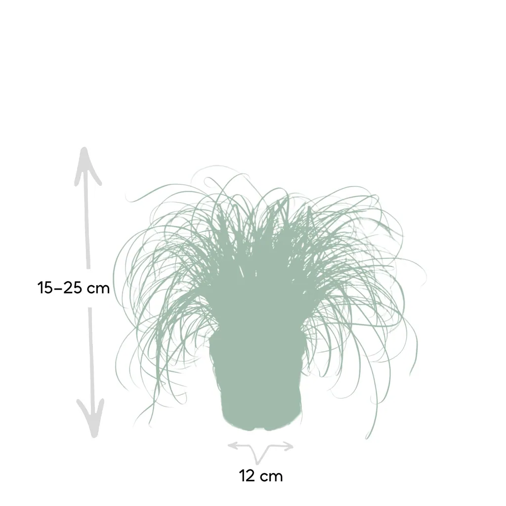 Zypergras (Cyperus alternifolius) – pflegeleichte Zimmerpflanze, Topf-Ø 12 cm, Höhe ca. 20 cm