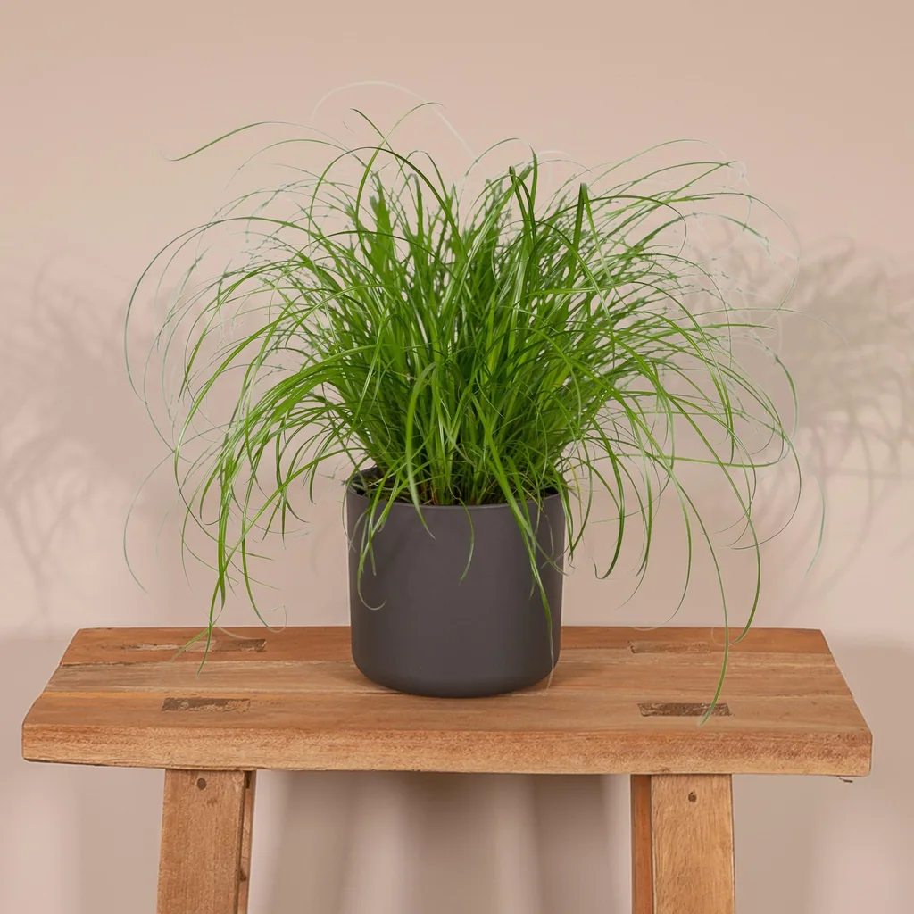 Zypergras (Cyperus alternifolius) – pflegeleichte Zimmerpflanze, Topf-Ø 12 cm, Höhe ca. 20 cm