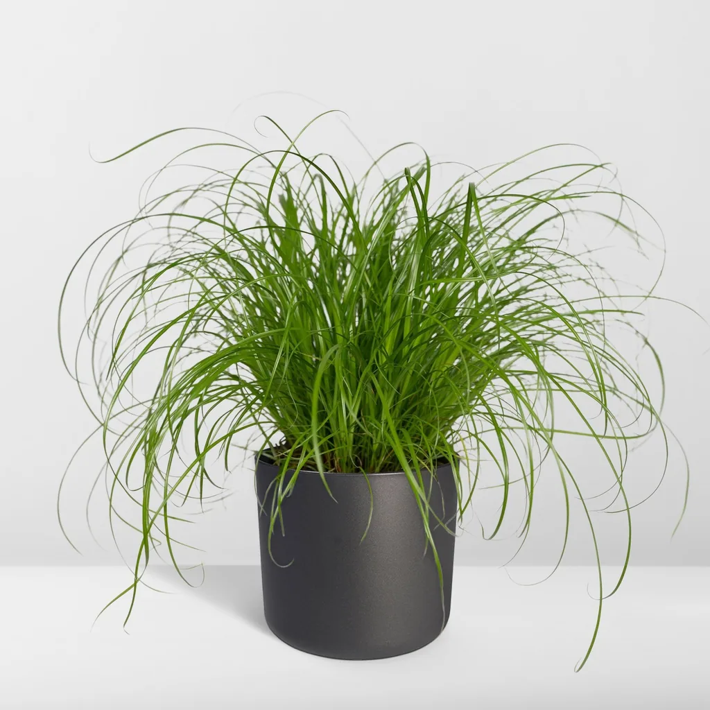 Zypergras (Cyperus alternifolius) – pflegeleichte Zimmerpflanze, Topf-Ø 12 cm, Höhe ca. 20 cm