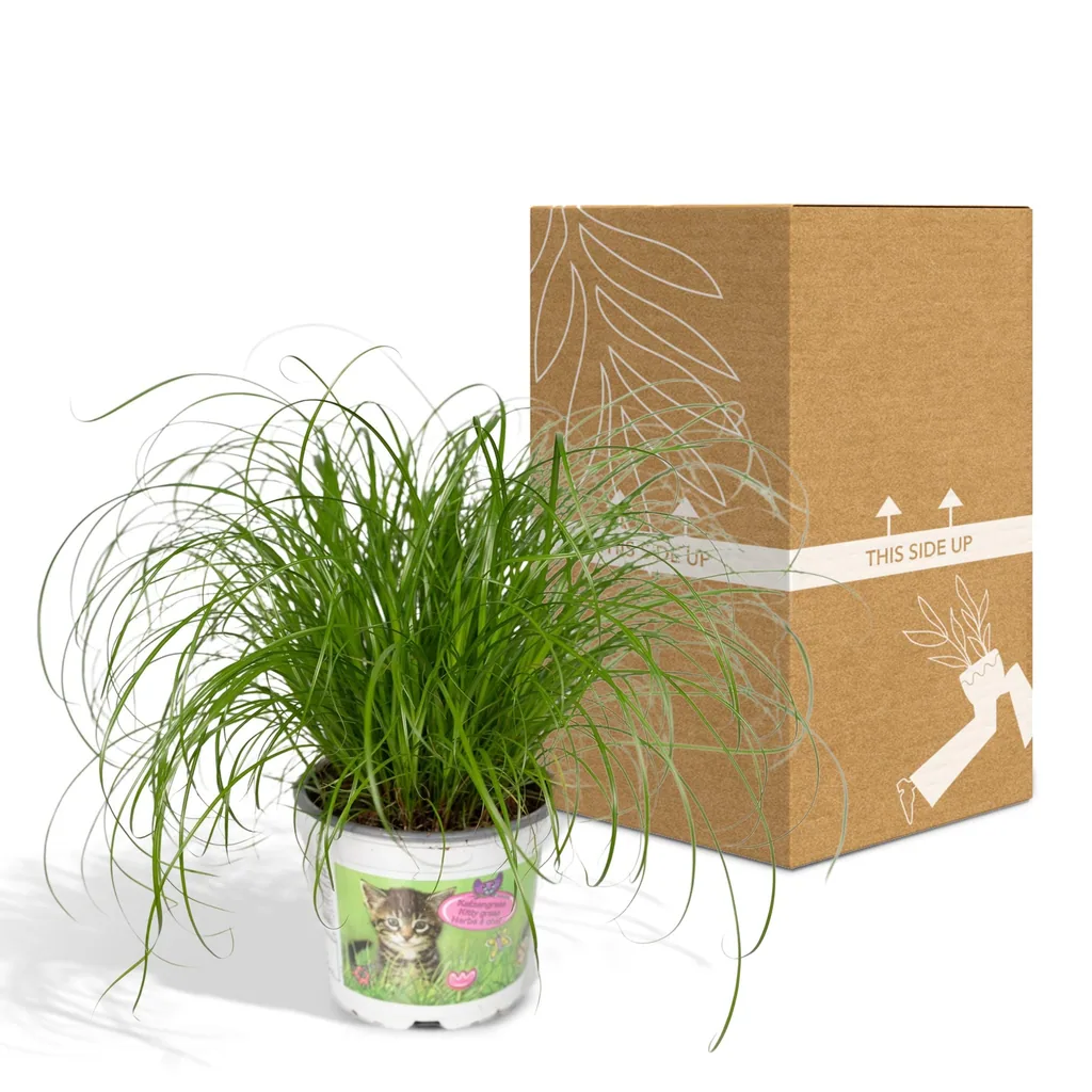 Zypergras (Cyperus alternifolius) – pflegeleichte Zimmerpflanze, Topf-Ø 12 cm, Höhe ca. 20 cm