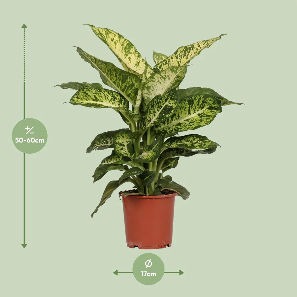 Dieffenbachie 'Mars' (Dieffenbachia seguine) – pflegeleichte Zimmerpflanze, Topf-Ø 17 cm, Höhe ca. 50 cm