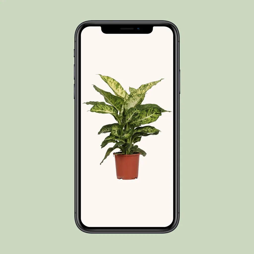 Dieffenbachie 'Mars' (Dieffenbachia seguine) – pflegeleichte Zimmerpflanze, Topf-Ø 17 cm, Höhe ca. 50 cm