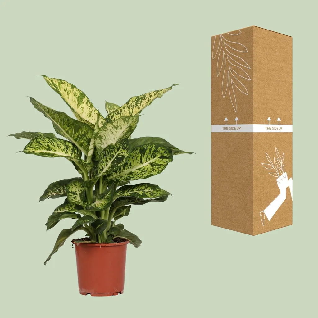 Dieffenbachie 'Mars' (Dieffenbachia seguine) – pflegeleichte Zimmerpflanze, Topf-Ø 17 cm, Höhe ca. 50 cm
