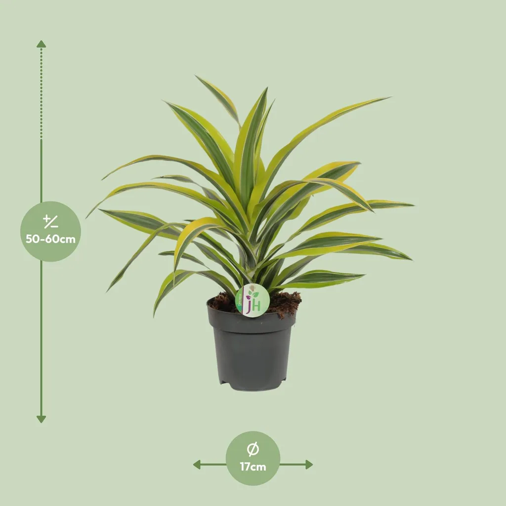 Duftender Drachenbaum 'Lemon Lime' (Dracaena fragrans) – pflegeleichte Zimmerpflanze, Topf-Ø 17 cm, Höhe ca. 40 cm