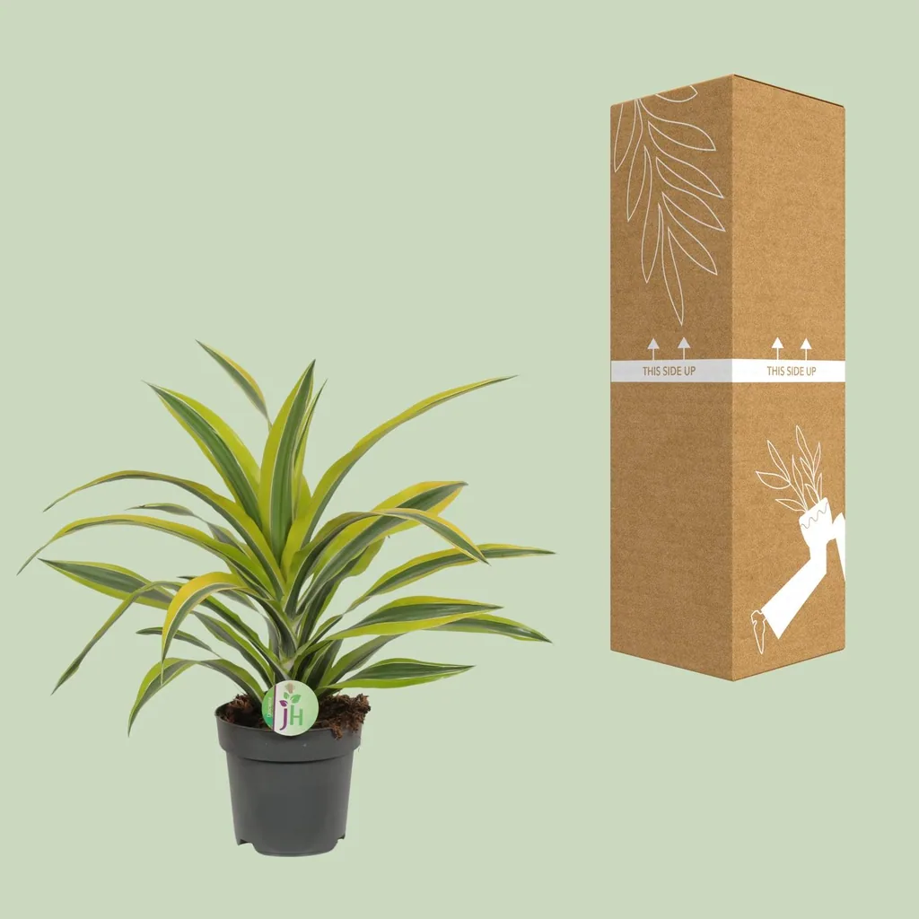 Duftender Drachenbaum 'Lemon Lime' (Dracaena fragrans) – pflegeleichte Zimmerpflanze, Topf-Ø 17 cm, Höhe ca. 40 cm