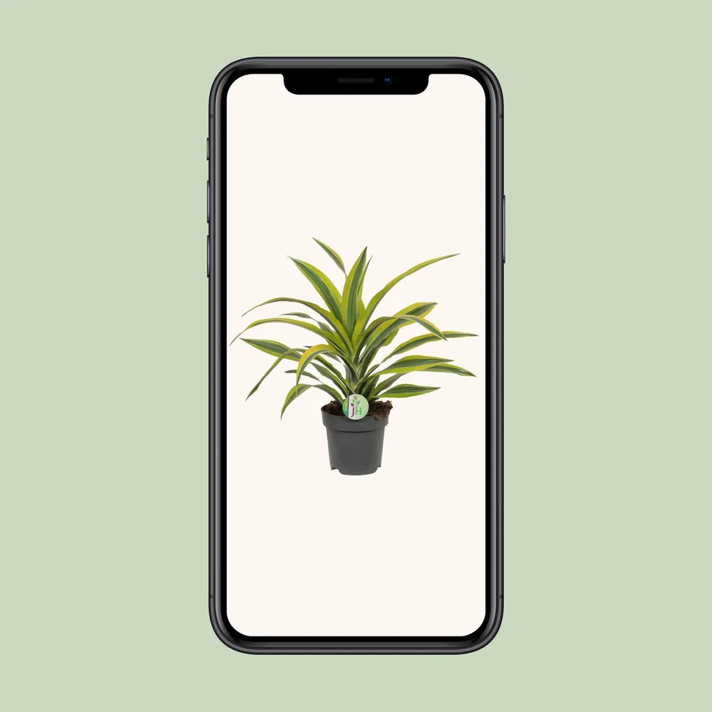 Duftender Drachenbaum 'Lemon Lime' (Dracaena fragrans) – pflegeleichte Zimmerpflanze, Topf-Ø 17 cm, Höhe ca. 40 cm
