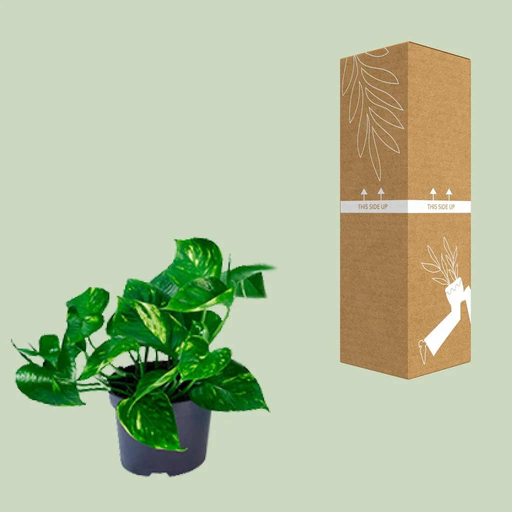 Efeutute (Epipremnum aureum) – pflegeleichte Zimmerpflanze, Topf-Ø 12 cm, Höhe ca. 20 cm