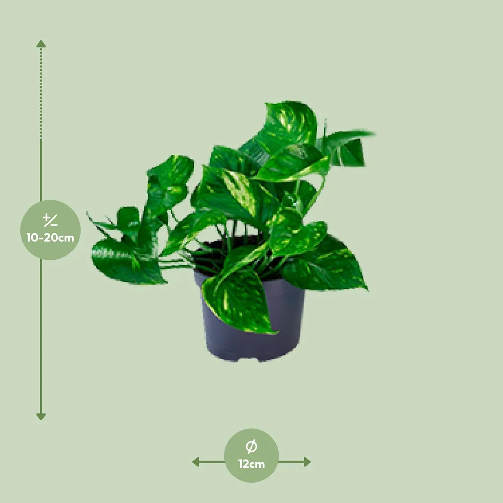 Efeutute (Epipremnum aureum) – pflegeleichte Zimmerpflanze, Topf-Ø 12 cm, Höhe ca. 20 cm