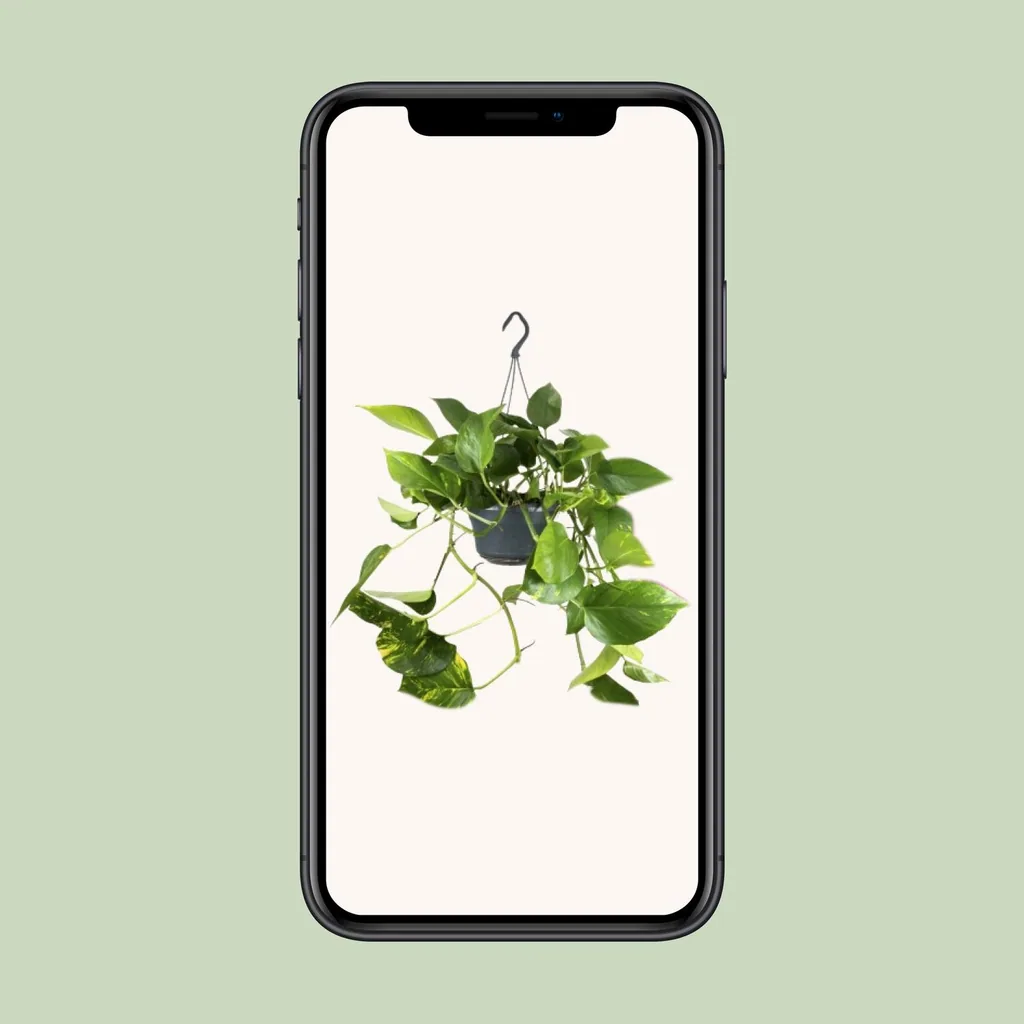 Efeutute (Epipremnum aureum) – pflegeleichte Zimmerpflanze, Topf-Ø 15 cm, Höhe ca. 25 cm