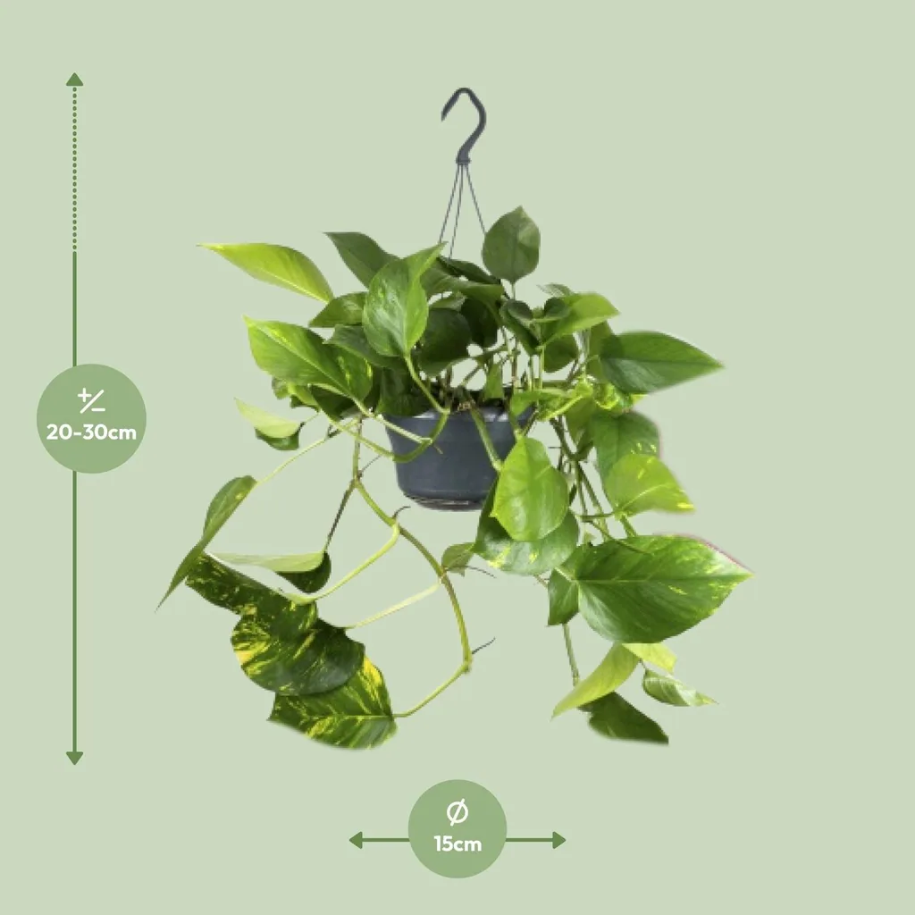 Efeutute (Epipremnum aureum) – pflegeleichte Zimmerpflanze, Topf-Ø 15 cm, Höhe ca. 25 cm