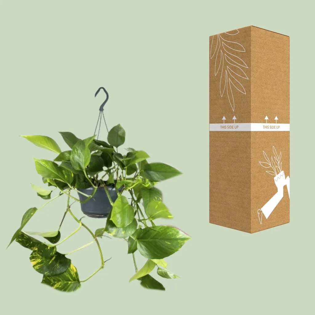 Efeutute (Epipremnum aureum) – pflegeleichte Zimmerpflanze, Topf-Ø 15 cm, Höhe ca. 25 cm