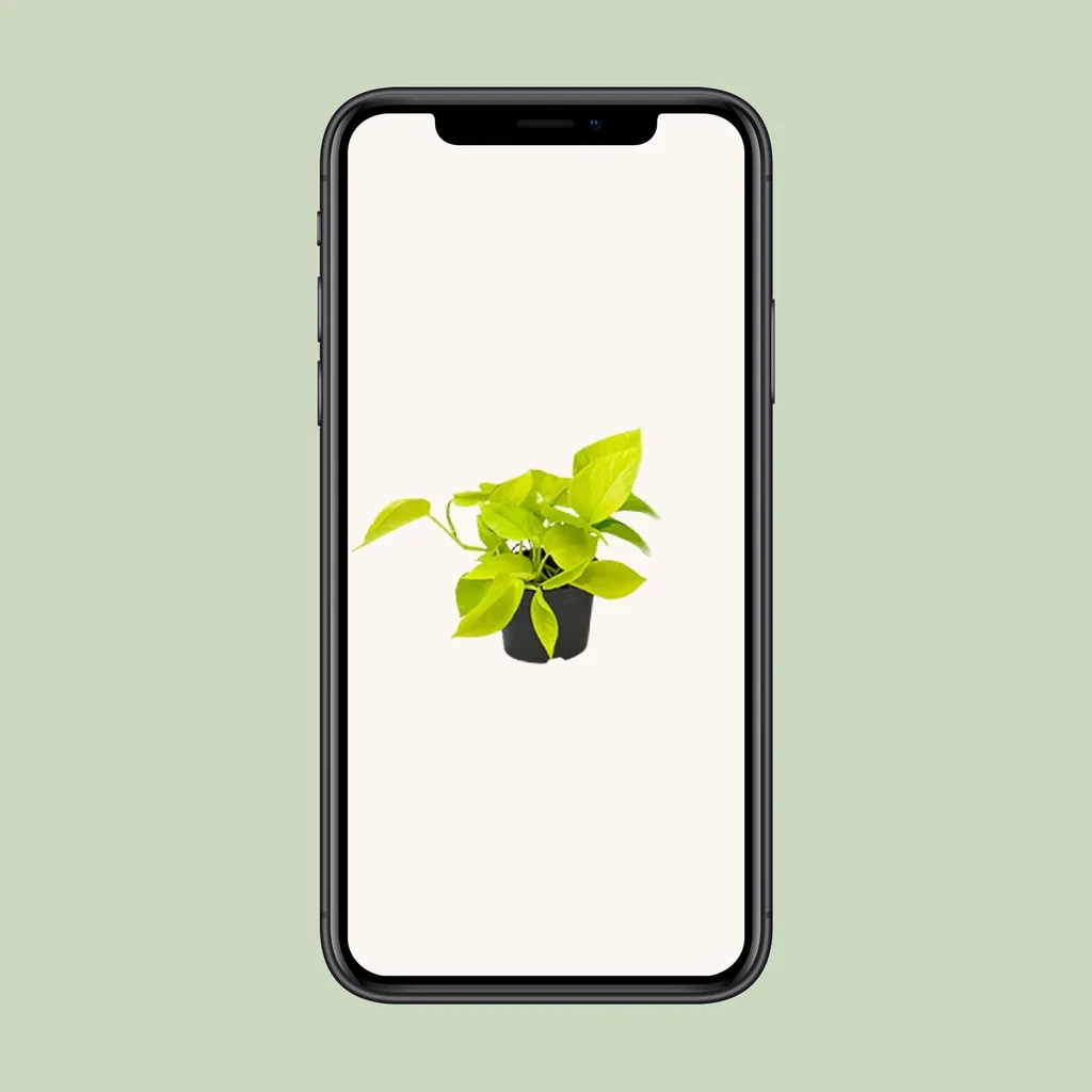Efeutute 'Golden Pothos' (Epipremnum aureum) – pflegeleichte Zimmerpflanze, Höhe ca. 15 cm
