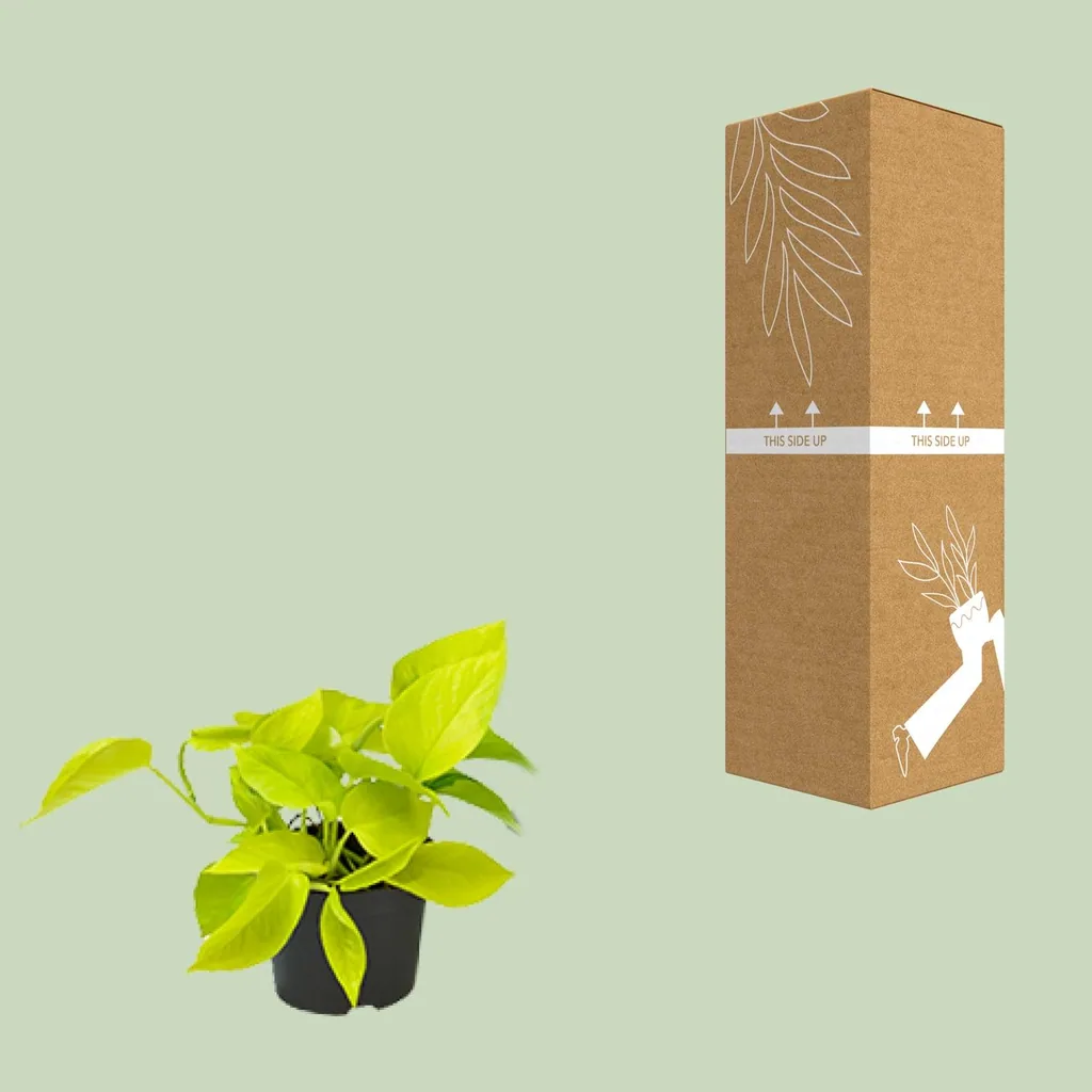 Efeutute 'Golden Pothos' (Epipremnum aureum) – pflegeleichte Zimmerpflanze, Höhe ca. 15 cm