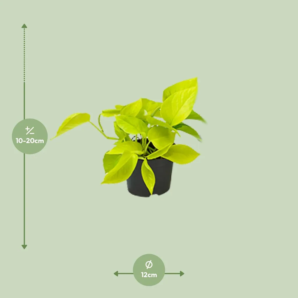Efeutute 'Golden Pothos' (Epipremnum aureum) – pflegeleichte Zimmerpflanze, Höhe ca. 15 cm