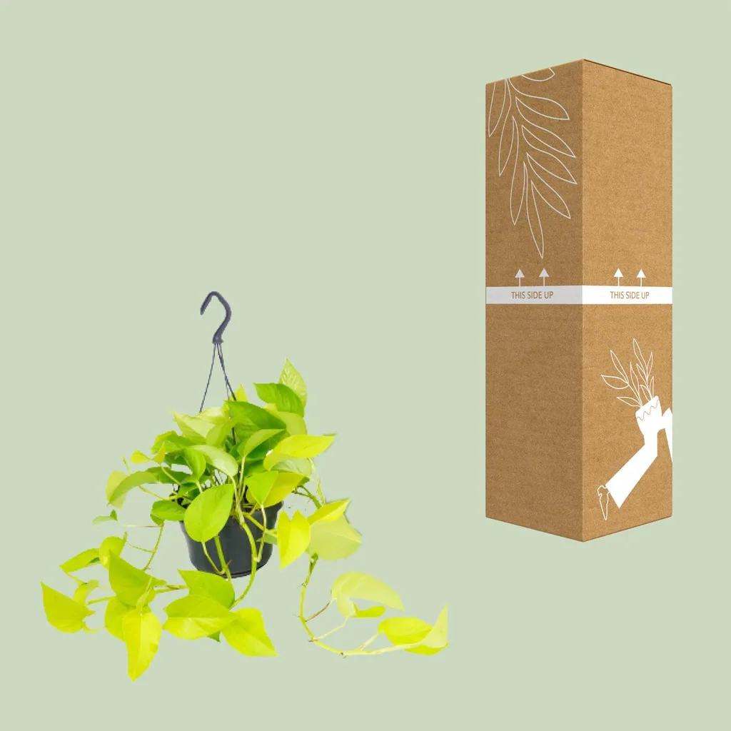 Efeutute (Epipremnum aureum) – pflegeleichte Zimmerpflanze, Topf-Ø 15 cm, Höhe ca. 25 cm
