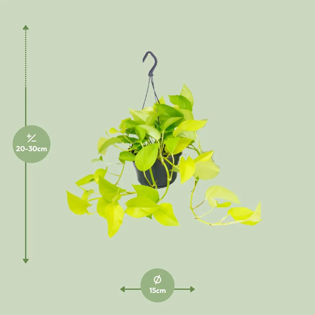 Efeutute (Epipremnum aureum) – pflegeleichte Zimmerpflanze, Topf-Ø 15 cm, Höhe ca. 25 cm