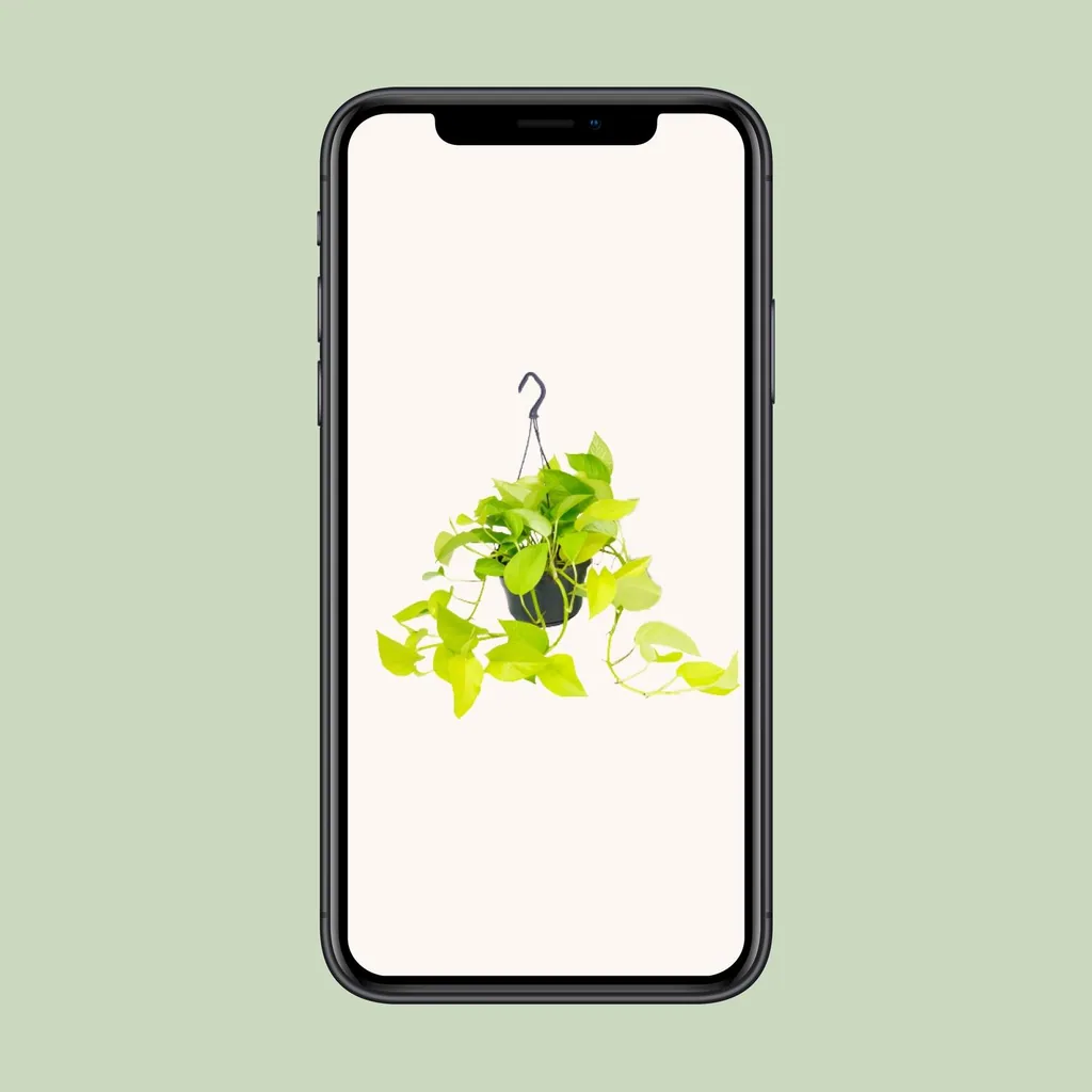Efeutute (Epipremnum aureum) – pflegeleichte Zimmerpflanze, Topf-Ø 15 cm, Höhe ca. 25 cm
