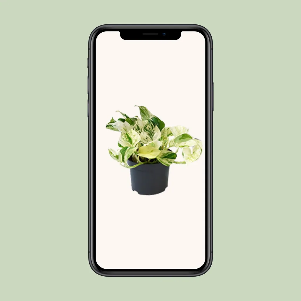 Efeutute 'Happy Leaf' (Epipremnum aureum) – pflegeleichte Zimmerpflanze, Topf-Ø 12 cm, Höhe ca. 15 cm