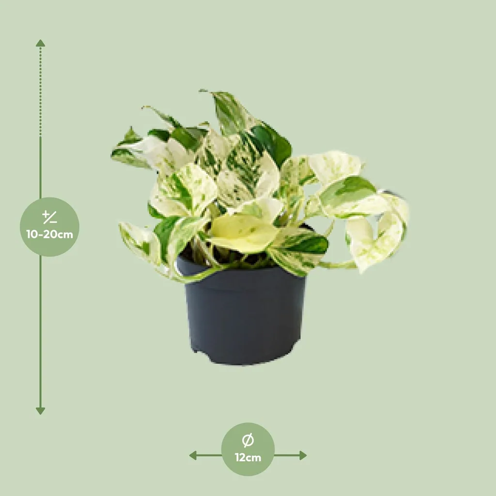 Efeutute 'Happy Leaf' (Epipremnum aureum) – pflegeleichte Zimmerpflanze, Topf-Ø 12 cm, Höhe ca. 15 cm