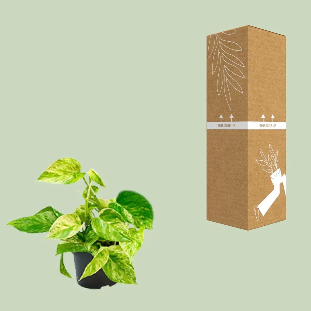 Efeutute 'Marble Queen' (Epipremnum aureum) – pflegeleichte Zimmerpflanze, Topf-Ø 15 cm, Höhe ca. 25 cm
