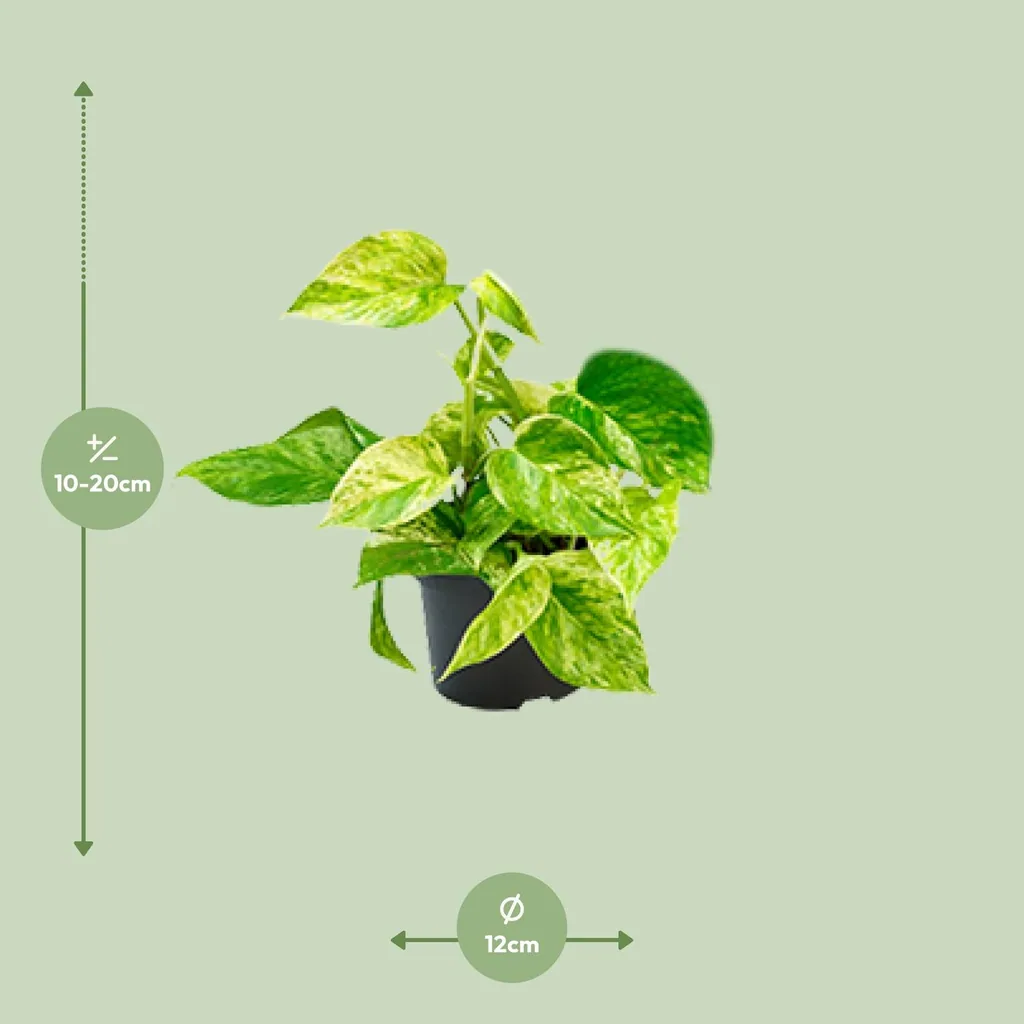 Efeutute 'Marble Queen' (Epipremnum aureum) – pflegeleichte Zimmerpflanze, Topf-Ø 15 cm, Höhe ca. 25 cm
