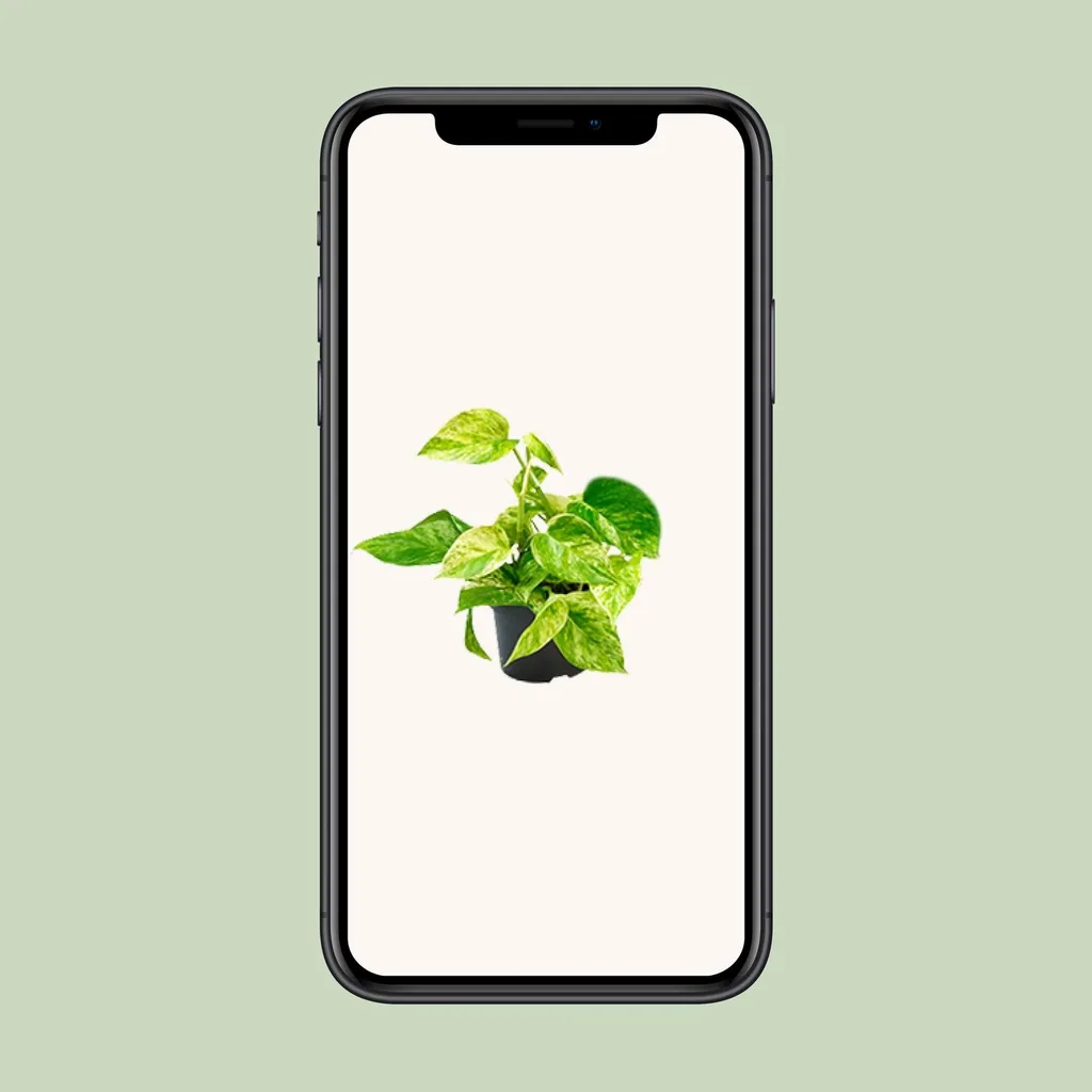 Efeutute 'Marble Queen' (Epipremnum aureum) – pflegeleichte Zimmerpflanze, Topf-Ø 15 cm, Höhe ca. 25 cm