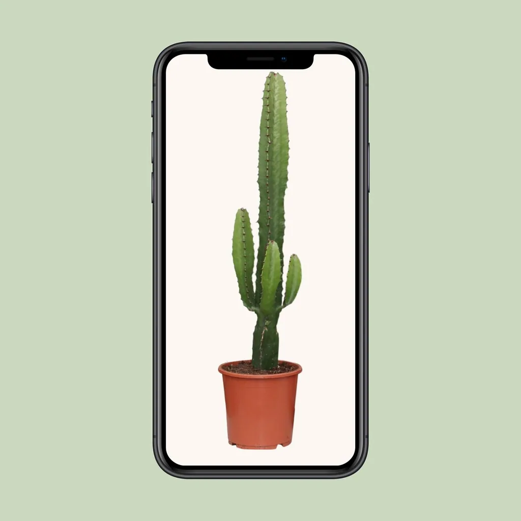 Afrikanische Kandelaber-Wolfsmilch (Euphorbia ammak) – pflegeleichte Zimmerpflanze, Topf-Ø 17 cm, Höhe ca. 50 cm