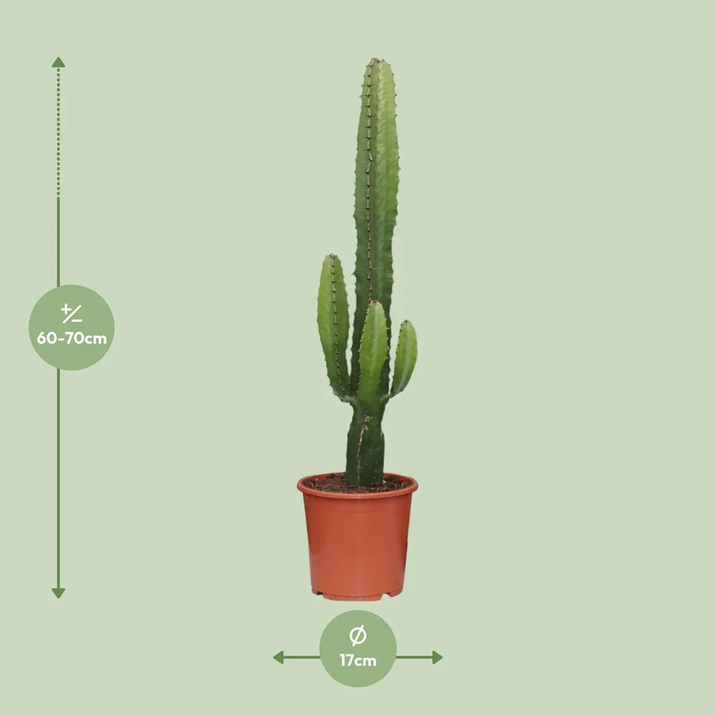 Afrikanische Kandelaber-Wolfsmilch (Euphorbia ammak) – pflegeleichte Zimmerpflanze, Topf-Ø 17 cm, Höhe ca. 50 cm