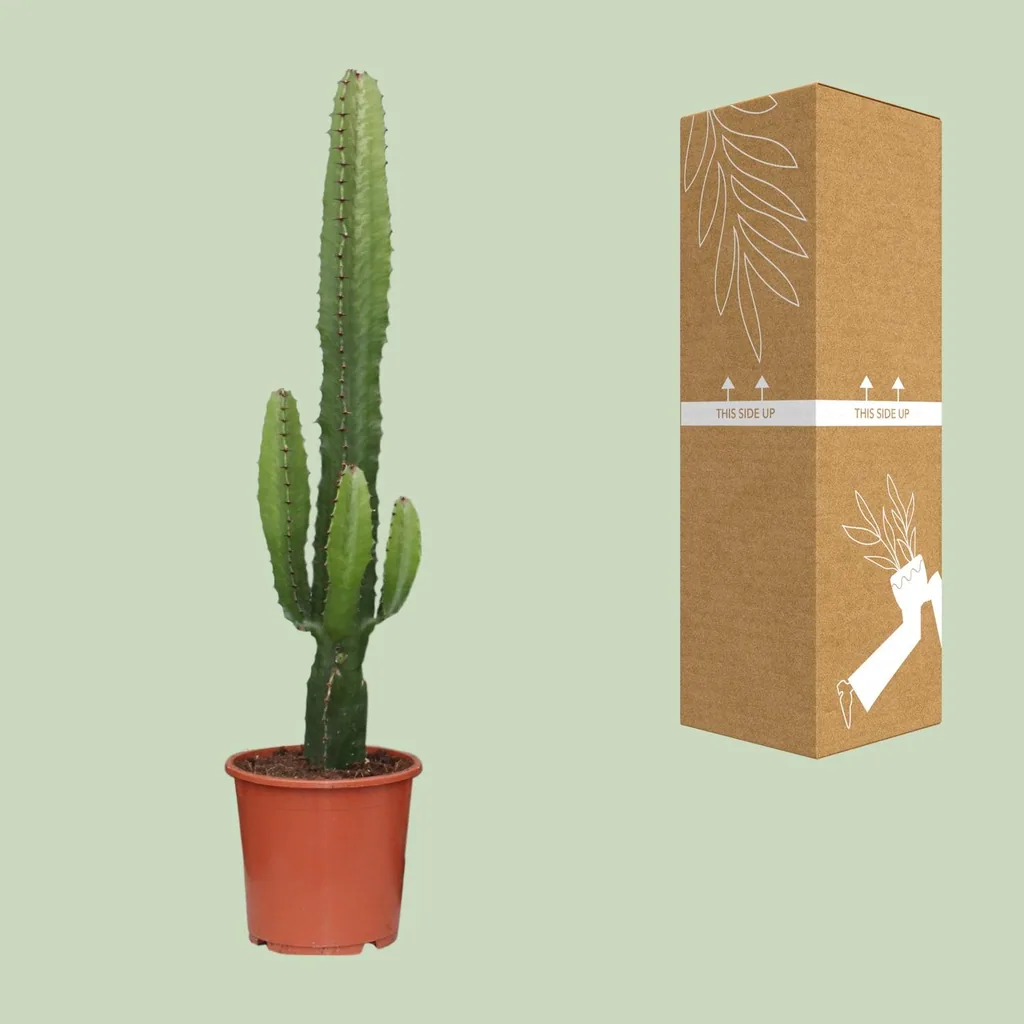 Afrikanische Kandelaber-Wolfsmilch (Euphorbia ammak) – pflegeleichte Zimmerpflanze, Topf-Ø 17 cm, Höhe ca. 50 cm