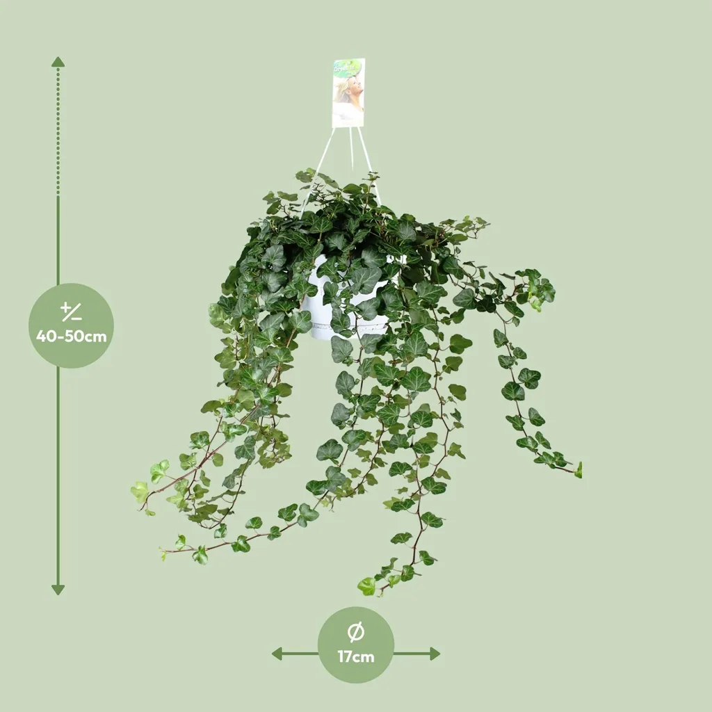 Efeu 'Wonder Green' (Hedera) – winterharte Kletterpflanze, Topf-Ø 17 cm, Höhe ca. 70 cm