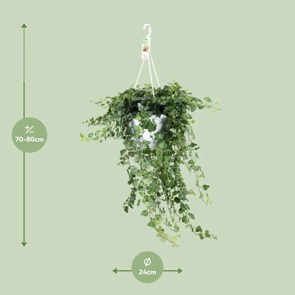 Efeu 'Wonder Green' (Hedera) – winterharte Kletterpflanze, Topf-Ø 24 cm, Höhe ca. 70 cm