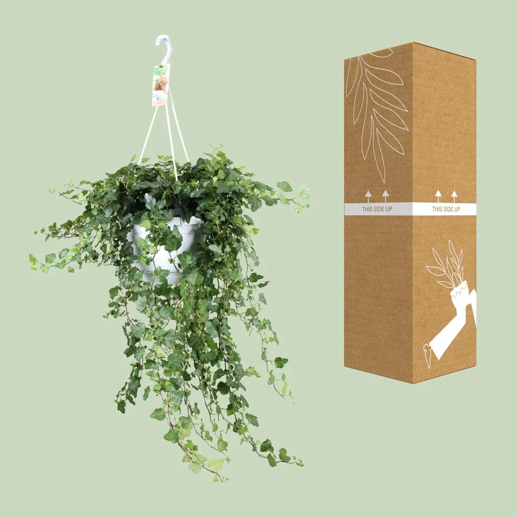 Efeu 'Wonder Green' (Hedera) – winterharte Kletterpflanze, Topf-Ø 24 cm, Höhe ca. 70 cm