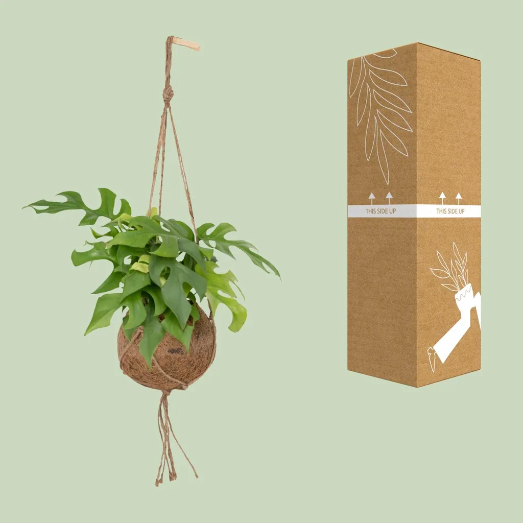 Mini-Monstera (Rhaphidophora tetrasperma) – pflegeleichte Zimmerpflanze, Topf-Ø 15 cm, Höhe ca. 25 cm