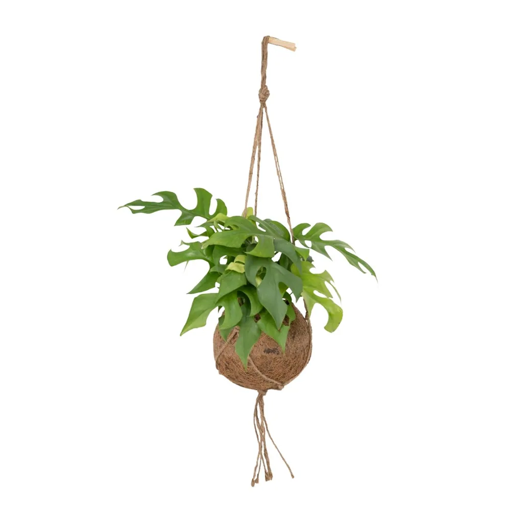 Mini-Monstera (Rhaphidophora tetrasperma) – pflegeleichte Zimmerpflanze, Topf-Ø 15 cm, Höhe ca. 25 cm