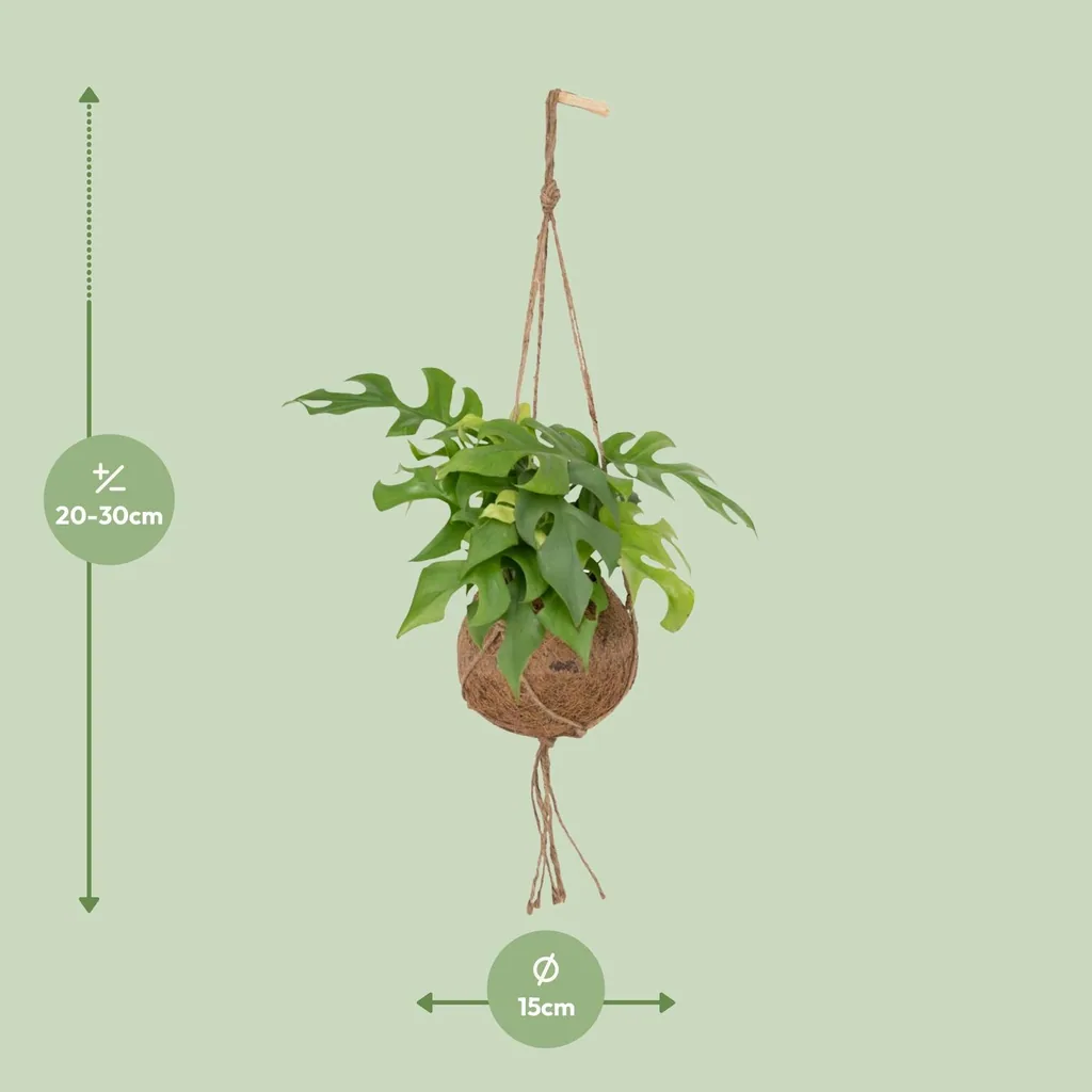 Mini-Monstera (Rhaphidophora tetrasperma) – pflegeleichte Zimmerpflanze, Topf-Ø 15 cm, Höhe ca. 25 cm
