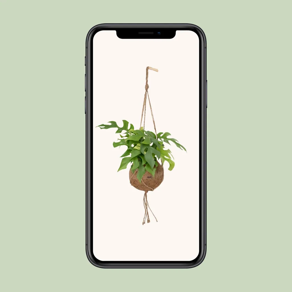 Mini-Monstera (Rhaphidophora tetrasperma) – pflegeleichte Zimmerpflanze, Topf-Ø 15 cm, Höhe ca. 25 cm