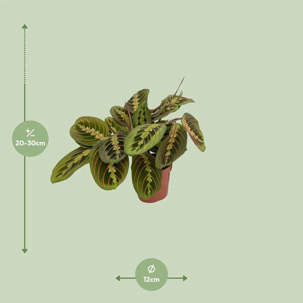Pfeilwurz (Maranta fascinator) – pflegeleichte Zimmerpflanze, im Dekokorb, Topf-Ø 12 cm, Höhe ca. 20 cm