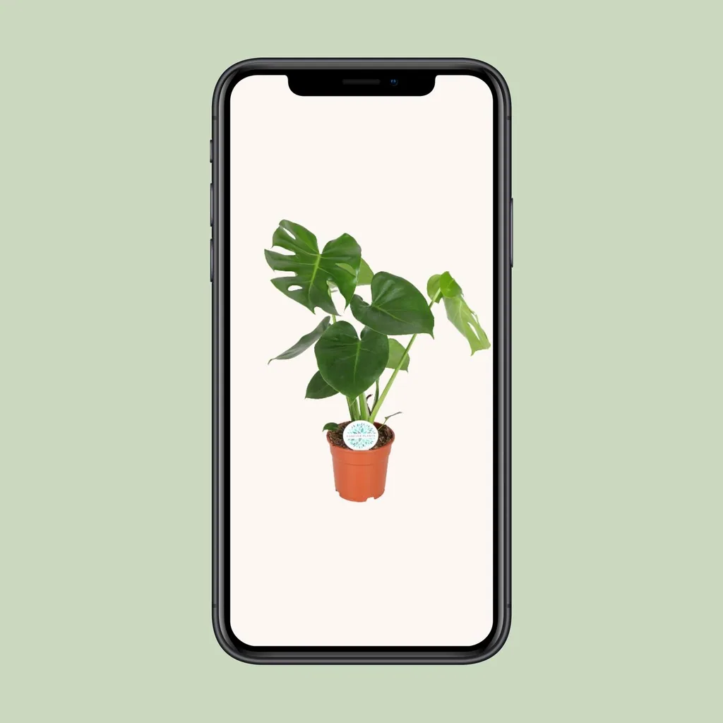 Fensterblatt (Monstera deliciosa) – pflegeleichte Zimmerpflanze, Topf-Ø 17 cm, Höhe ca. 55 cm