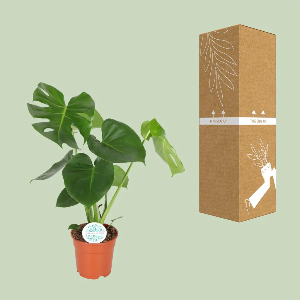 Fensterblatt (Monstera deliciosa) – pflegeleichte Zimmerpflanze, Topf-Ø 17 cm, Höhe ca. 55 cm