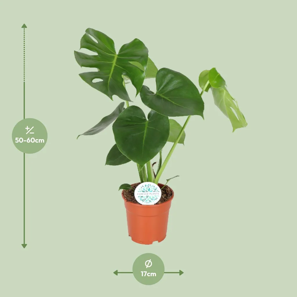 Fensterblatt (Monstera deliciosa) – pflegeleichte Zimmerpflanze, Topf-Ø 17 cm, Höhe ca. 55 cm
