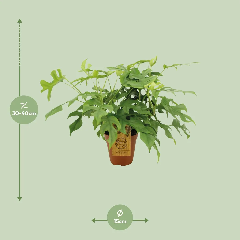 Mini-Monstera (Rhaphidophora tetrasperma) – pflegeleichte Zimmerpflanze, Topf-Ø 15 cm, Höhe ca. 25 cm